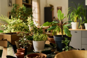 Lee más sobre el artículo Trucos para que tus plantas sobrevivan a las vacaciones de verano